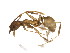  ( - BIOUG19409-C08)  @13 [ ] CreativeCommons - Attribution (2016) CBG Photography Group Centre for Biodiversity Genomics