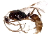  (Odontomachus ruginodis - BIOUG19745-B04)  @14 [ ] CreativeCommons - Attribution (2016) CBG Photography Group Centre for Biodiversity Genomics