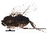  (Myrmosicarius - BIOUG25876-C06)  @13 [ ] CreativeCommons - Attribution (2016) CBG Photography Group Centre for Biodiversity Genomics