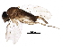  (Megaselia creasoni - BIOUG25401-C05)  @14 [ ] CreativeCommons - Attribution (2016) CBG Photography Group Centre for Biodiversity Genomics