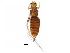  (Copidothrips - BIOUG26944-F02)  @14 [ ] CreativeCommons - Attribution (2016) CBG Photography Group Centre for Biodiversity Genomics