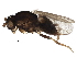  ( - BIOUG28317-B03)  @11 [ ] CreativeCommons - Attribution (2016) CBG Photography Group Centre for Biodiversity Genomics