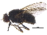  (Stomoxys indicus - BIOUG32518-D03)  @11 [ ] CreativeCommons - Attribution (2017) CBG Photography Group Centre for Biodiversity Genomics