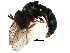  (Paragus atratus - BIOUG32622-G05)  @11 [ ] CreativeCommons - Attribution (2017) CBG Photography Group Centre for Biodiversity Genomics