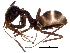  (Iridomyrmex anceps group - BIOUG32624-E12)  @13 [ ] CreativeCommons - Attribution (2017) CBG Photography Group Centre for Biodiversity Genomics