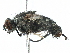  ( - BIOUG48400-F01)  @11 [ ] CreativeCommons - Attribution (2020) CBG Photography Group Centre for Biodiversity Genomics