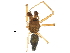  (Agyneta galapagosensis - BIOUG26834-G05)  @13 [ ] CreativeCommons - Attribution (2016) CBG Photography Group Centre for Biodiversity Genomics