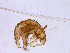  (Psychoda sp. 15GMK - PSY31MMXI)  @12 [ ] CreativeCommons - Attribution Non-Commercial Share-Alike (2011) Gunnar M.Kvifte Unspecified