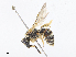  ( - CBG-A08786-H04)  @11 [ ] CreativeCommons - Attribution Share - Alike (2023) CBG Photography Group Centre for Biodiversity Genomics