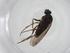  (Gymnophora integralis - CBG-A11092-C04)  @11 [ ] CreativeCommons - Attribution Share - Alike (2023) Centre for Biodiversity Genomics Centre for Biodiversity Genomics