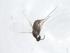  (Ozirhincus longicollis - CBG-A12129-G10)  @11 [ ] CreativeCommons - Attribution Share - Alike (2023) Centre for Biodiversity Genomics Centre for Biodiversity Genomics