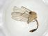  (Neoplatyura nigricauda - CBG-A12131-H02)  @11 [ ] CreativeCommons - Attribution Share - Alike (2023) Centre for Biodiversity Genomics Centre for Biodiversity Genomics