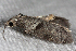  ( - 2011GM-0027)  @13 [ ] Copyright (2011) Gary McDonald Unspecified