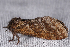  ( - 2011GM-0057)  @13 [ ] Copyright (2011) Gary McDonald Unspecified