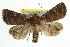  ( - 2011GM-0125)  @14 [ ] CreativeCommons - Attribution (2011) CBG Photography Group Centre for Biodiversity Genomics