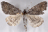  ( - 2011GM-0172)  @15 [ ] Copyright (2011) Gary McDonald Unspecified