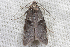  ( - 2011GM-0197)  @13 [ ] Copyright (2011) Gary McDonald Unspecified
