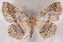  (Sabulodes aegrotata - 2011GM-0215)  @15 [ ] Copyright (2011) Gary McDonald Unspecified