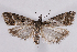 ( - 2011GM-0295)  @12 [ ] Copyright (2011) Gary McDonald Unspecified
