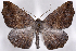  (Prochoerodes forficaria - 2011GM-0316)  @15 [ ] Copyright (2011) Gary McDonald Unspecified