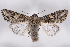  ( - 2011GM-0347)  @15 [ ] Copyright (2011) Gary McDonald Unspecified