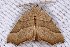  ( - 2011GM-0381)  @13 [ ] Copyright (2011) Gary McDonald Unspecified
