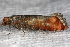  ( - 2011GM-0393)  @12 [ ] Copyright (2011) Gary McDonald Unspecified