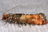  ( - 2011GM-0395)  @12 [ ] Copyright (2011) Gary McDonald Unspecified