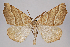  (Pherne subpunctata - 2011GM-0447)  @14 [ ] Copyright (2011) Gary McDonald Unspecified
