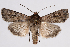  (Euxoa tessellata - 2011GM-0469)  @15 [ ] Copyright (2011) Gary McDonald Unspecified