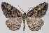  ( - 2011GM-0500)  @15 [ ] Copyright (2011) Gary McDonald Unspecified
