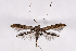  (Caloptilia agrifoliella - 2011GM-0537)  @13 [ ] Copyright (2011) Gary McDonald Unspecified