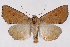  (Cosmia calami - 2011GM-0597)  @15 [ ] Copyright (2011) Gary McDonald Unspecified