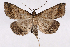  (Tetanolita palligera - 2011GM-0703)  @15 [ ] Copyright (2011) Gary McDonald Unspecified