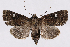  ( - 2011GM-0704)  @14 [ ] Copyright (2011) Gary McDonald Unspecified