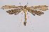 (Hellinsia grandis - 2011GM-0721)  @14 [ ] Copyright (2011) Gary McDonald Unspecified
