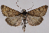  (Achyra occidentalis - 2011GM-0801)  @15 [ ] Copyright (2011) Gary McDonald Unspecified