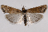  (Euchromiusini - 2011GM-0836)  @15 [ ] Copyright (2011) Gary McDonald Unspecified