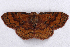  ( - 2011GM-0848)  @13 [ ] Copyright (2011) Gary McDonald Unspecified
