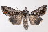  (Autoplusia egenoides - 2011GM-0917)  @15 [ ] Copyright (2011) Gary McDonald Unspecified