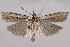  (Crambus rickseckerellus - 2011GM-0946)  @15 [ ] Copyright (2011) Gary McDonald Unspecified