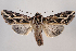  (Dargida procinctus - 2012GM-0028)  @15 [ ] CreativeCommons - Attribution Non-Commercial Share-Alike (2012) Gary McDonald Unspecified
