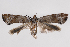  (Pseudexentera senatrix - 2012GM-0080)  @14 [ ] CreativeCommons - Attribution Non-Commercial Share-Alike (2012) Gary McDonald Unspecified