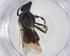  (Lasioglossum aff. taninense - CBG-A18165-D09)  @11 [ ] CreativeCommons - Attribution Share - Alike (2023) Centre for Biodiversity Genomics Centre for Biodiversity Genomics
