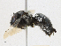  (Anthophora nigriceps - CBG-A16700-D05)  @11 [ ] CreativeCommons - Attribution Share-Alike (2023) CBG Photography Group Centre for Biodiversity Genomics