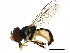  (Toxomerus - BIOUG20849-A04)  @15 [ ] CreativeCommons - Attribution (2016) CBG Photography Group Centre for Biodiversity Genomics