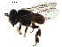  ( - BIOUG20849-G04)  @13 [ ] CreativeCommons - Attribution (2017) CBG Photography Group Centre for Biodiversity Genomics