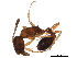  (Cardiocondyla kagutsuchi - BIOUG31013-D04)  @13 [ ] CreativeCommons - Attribution (2017) CBG Photography Group Centre for Biodiversity Genomics