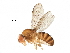  ( - BIOUG31229-H06)  @11 [ ] CreativeCommons - Attribution (2017) CBG Photography Group Centre for Biodiversity Genomics