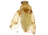  (Prolygus - BIOUG31260-C02)  @14 [ ] CreativeCommons - Attribution (2017) CBG Photography Group Centre for Biodiversity Genomics